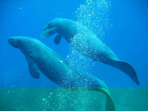 2 Manatees