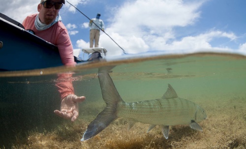 Bonefish