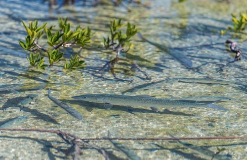 Bonefish