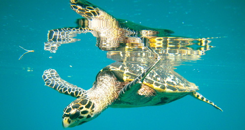 HawksbillReflection