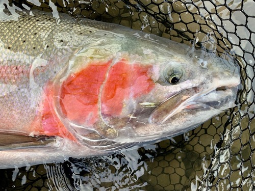 Pesca alle Steelhead in British Columbia - 6