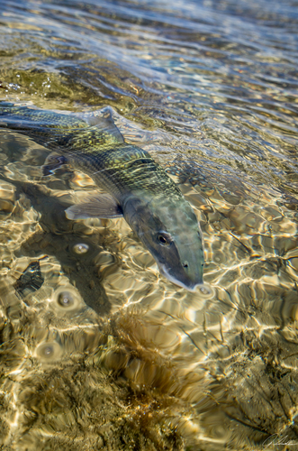 Bonefish