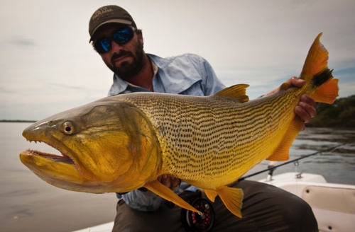 Golden Dorado, il signore del Paranà